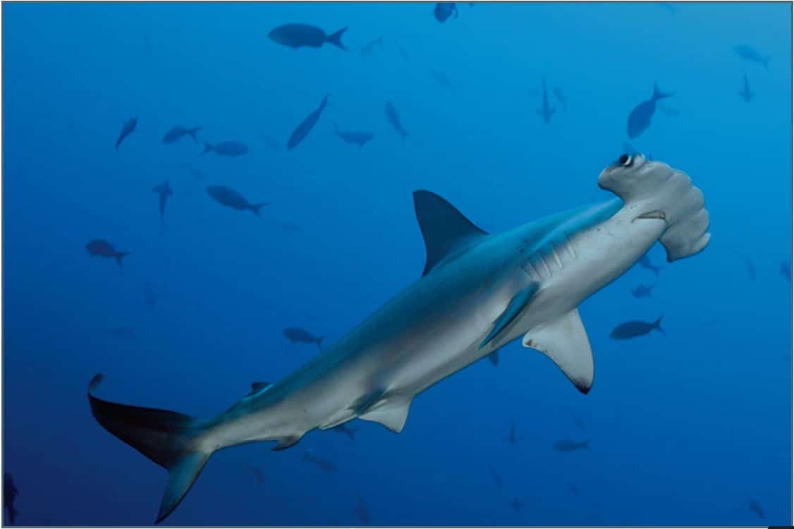 Diving with Giants