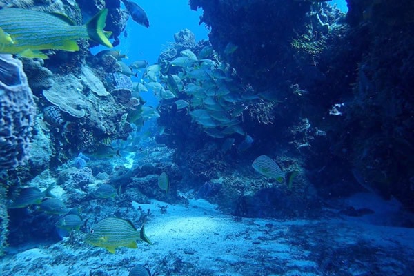 Mortgage Rates & SCUBA Diving